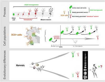 Brain Structural Plasticity: From Adult Neurogenesis to Immature Neurons